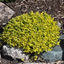 Image result for Sedum acre