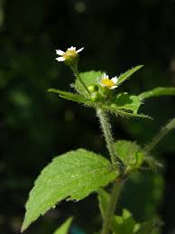 Attēlu rezultāti vaicājumam “Galinsoga quadriradiata”