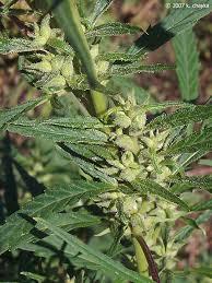 Attēlu rezultāti vaicājumam “Cannabis sativa fruit”