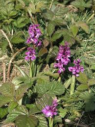 Attēlu rezultāti vaicājumam “Orchis mascula leaf”