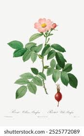 Attēlu rezultāti vaicājumam “Rosa villosa”