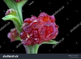 Attēlu rezultāti vaicājumam “Chenopodium foliosum”