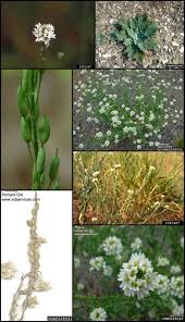 Attēlu rezultāti vaicājumam “Berteroa incana fruit”