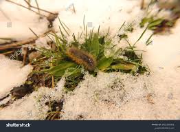 Attēlu rezultāti vaicājumam “Arctia caja larva”