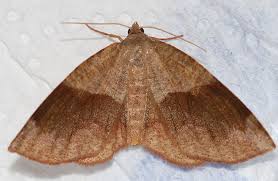 Attēlu rezultāti vaicājumam “Plagodis pulveraria”