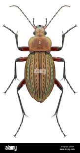 Attēlu rezultāti vaicājumam “Carabus cancellatus”