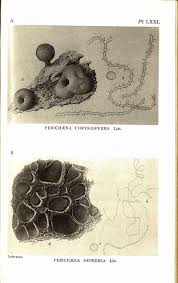 Attēlu rezultāti vaicājumam “Dianema depressum”