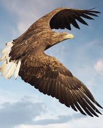 Attēlu rezultāti vaicājumam “Haliaeetus albicilla”