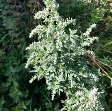 Attēlu rezultāti vaicājumam “Artemisia vulgaris flower”