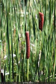 Attēlu rezultāti vaicājumam “Typha latifolia fruit”