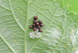 Attēlu rezultāti vaicājumam “Picromerus bidens”