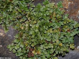 Attēlu rezultāti vaicājumam “Asplenium ruta-muraria”