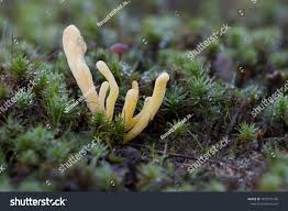 Attēlu rezultāti vaicājumam “Clavaria argillacea”