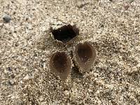 Attēlu rezultāti vaicājumam “Peziza ammophila”