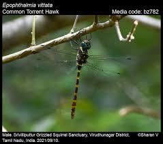 Attēlu rezultāti vaicājumam “Eupteryx vittata”