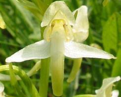 Attēlu rezultāti vaicājumam “Platanthera chlorantha”