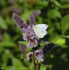 Attēlu rezultāti vaicājumam “Mentha spicata flower”