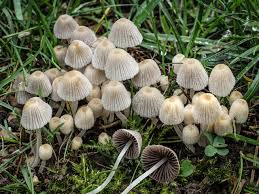 Attēlu rezultāti vaicājumam “Coprinus sp.”