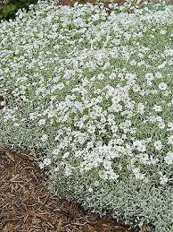 Image result for cerastium tomentosum