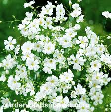 Image result for Gypsophila elegans