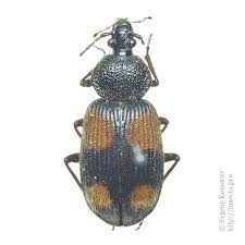 Attēlu rezultāti vaicājumam “Panagaeus cruxmajor”