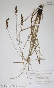 Attēlu rezultāti vaicājumam “Carex appropinquata fruit”