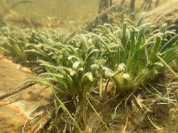 Attēlu rezultāti vaicājumam “Lobelia dortmanna bud”