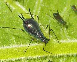 Attēlu rezultāti vaicājumam “Uroleucon cirsii”