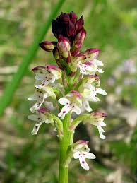 Attēlu rezultāti vaicājumam “Orchis ustulata”