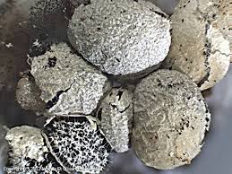 Attēlu rezultāti vaicājumam “Badhamia melanospora spores”