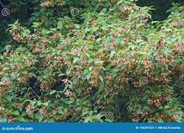 Attēlu rezultāti vaicājumam “Acer tataricum subsp. ginnala fruit”