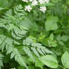 Attēlu rezultāti vaicājumam “Chaerophyllum aromaticum leaf”
