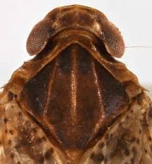 Attēlu rezultāti vaicājumam “Cixius sp.”