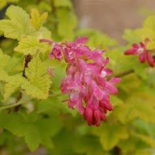 Attēlu rezultāti vaicājumam “Ribes uva-crispa flower”