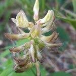 Attēlu rezultāti vaicājumam “Astragalus glycyphyllos fruit”