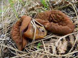 Attēlu rezultāti vaicājumam “Discina perlata”