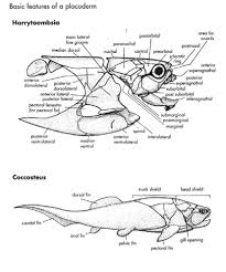 Attēlu rezultāti vaicājumam “Placodermi”