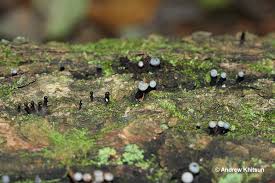 Attēlu rezultāti vaicājumam “Holwaya mucida”