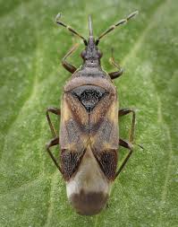 Attēlu rezultāti vaicājumam “Anthocoris nemorum”