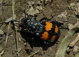 Attēlu rezultāti vaicājumam “Nicrophorus vespillo”