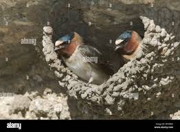 Image result for Petrochelidon pyrrhonota