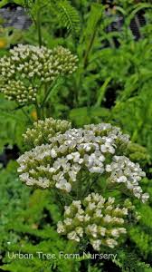 Attēlu rezultāti vaicājumam “Achillea millefolium”