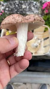 Attēlu rezultāti vaicājumam “Russula vesca”