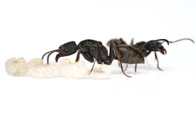 Attēlu rezultāti vaicājumam “Dianema nivale macro”