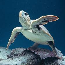 Image result for Caretta caretta