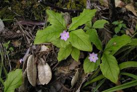 Attēlu rezultāti vaicājumam “Trientalis europaea leaf”