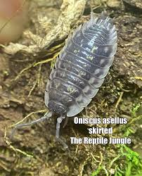 Attēlu rezultāti vaicājumam “Oniscus asellus”