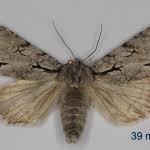 Attēlu rezultāti vaicājumam “Acronicta cuspis”