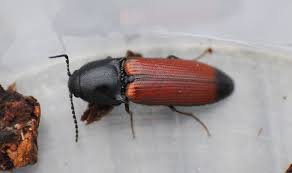 Attēlu rezultāti vaicājumam “Ampedus sp.”