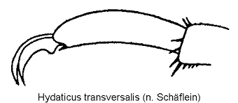 Attēlu rezultāti vaicājumam “Hydaticus transversalis”
